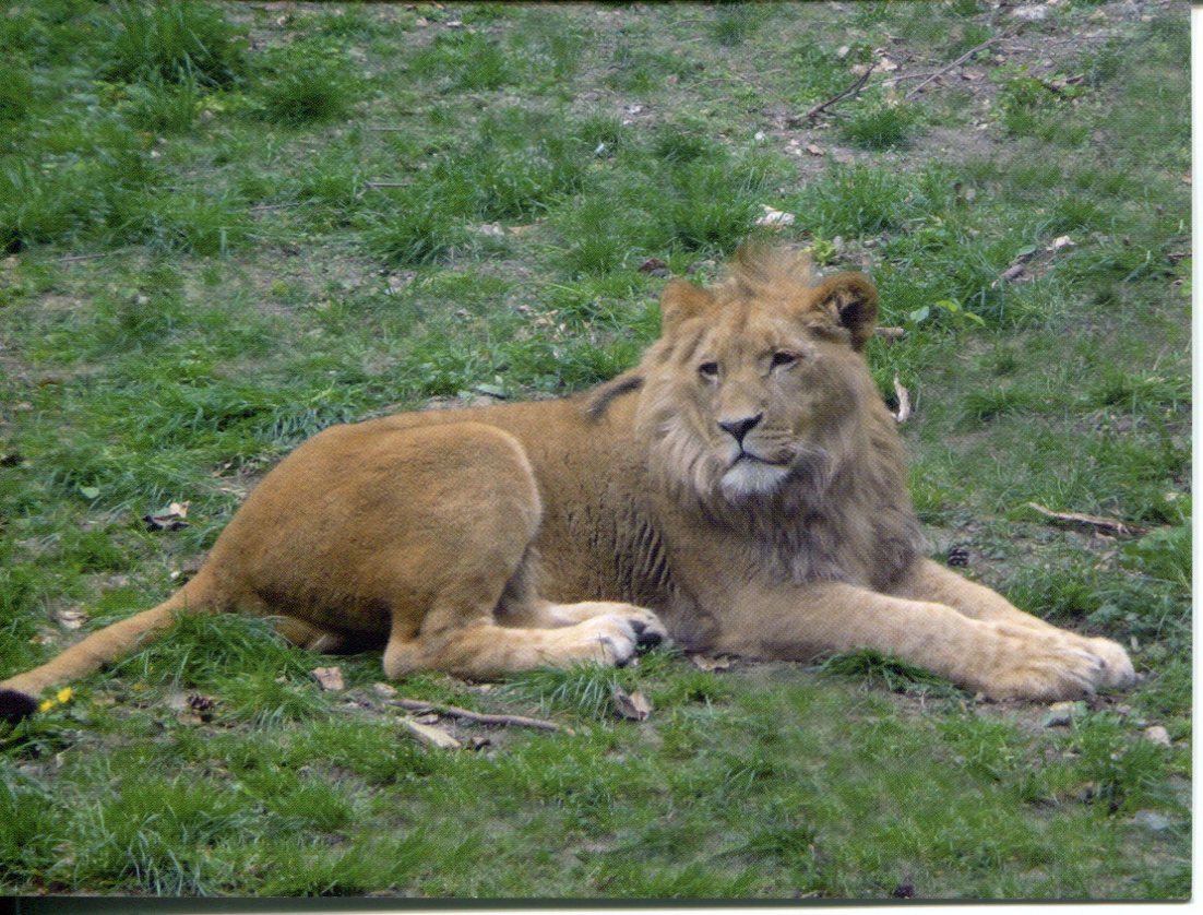 African Lion African Lion